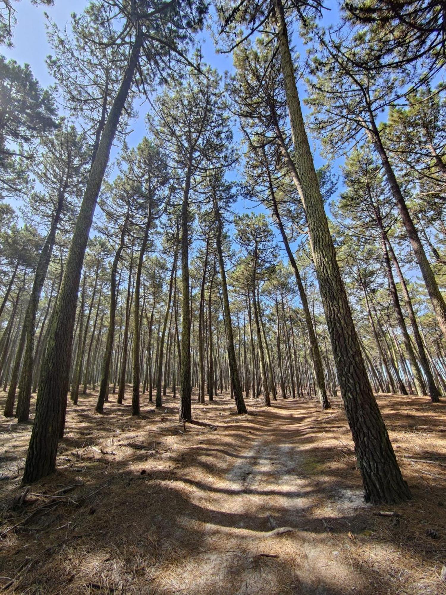 Casa Amarela Villa Cortegaça Dış mekan fotoğraf